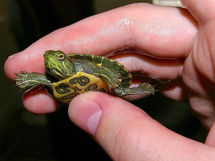Οι υδρόβιες χελώνες μπορούν να επωφεληθούν από το να περνούν χρόνο σε εξωτερικούς χώρους σε μια λίμνη στην