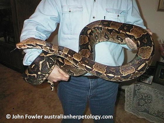 Sterke slanger med lang levetid