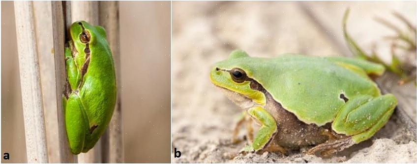 Oppdag det beste navnet på frosken eller padden din som ligner på europeiske grønne trefrosker