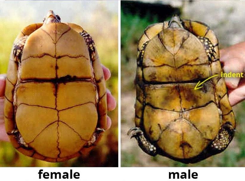 Comment Reconna tre Le Sexe D une Tortue Comment Reconna tre Le Sexe D une Tortue