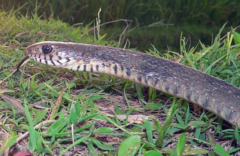 Og etter kornslangen er svartrotteslangen det medlem av denne slangefamilien som du oftest finner som