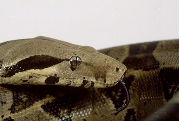En vanlig årsak til at øyelokkene sitter igjen er mangel på fuktighet i slangens innhegning