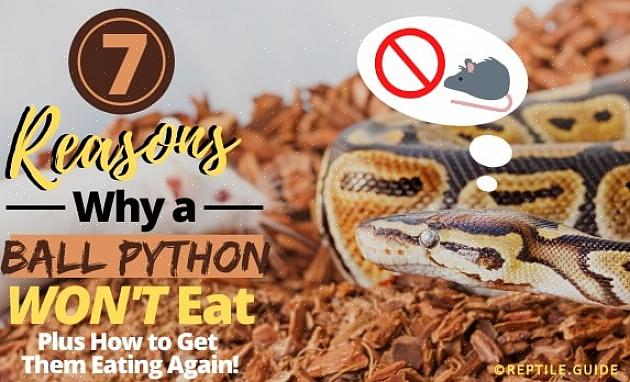 Spiser slanger pre-drepte byttedyr