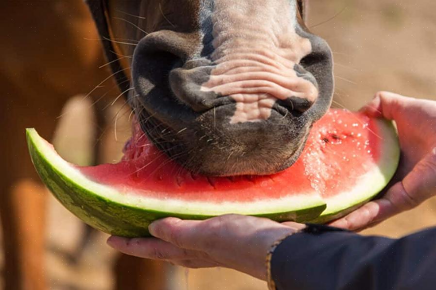 En ting folk bekymrer seg for når de mater vannmelon til hesten sin