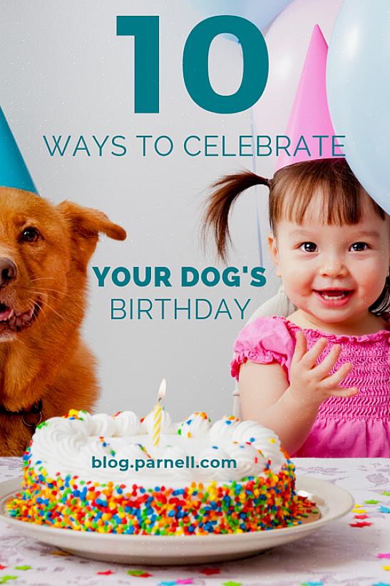 Bedårende måter å gjøre bursdagen til hunden din minneverdig på