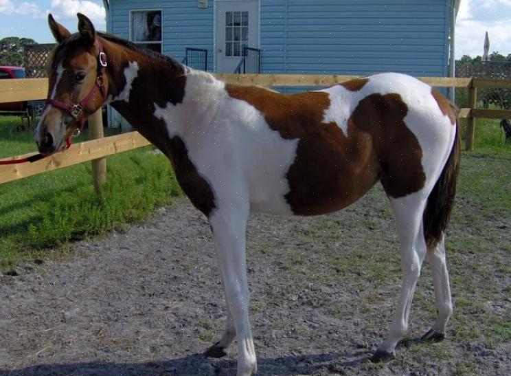Florida Cracker Horse utviklet seg til en liten