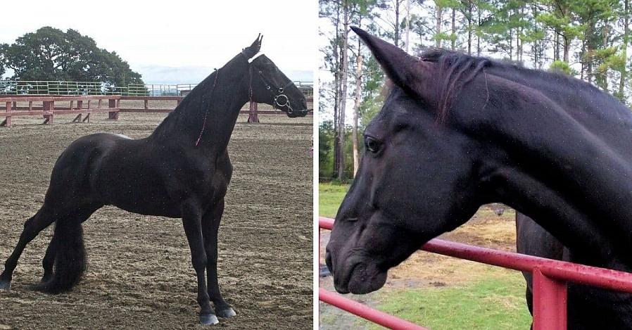 Tennessee Walking Horse har et fint meislet hode uten å virke pene