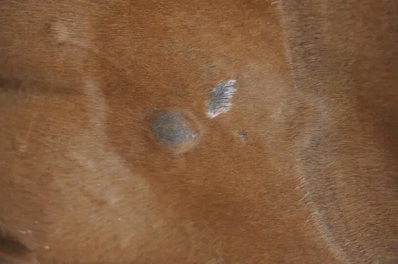 Fuktige overflaten av hestens hud og hår