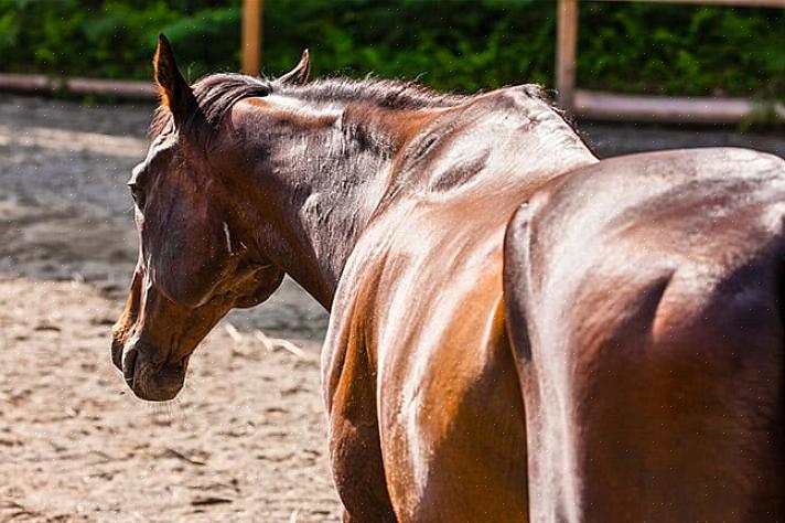 Det beste fôret for en undervektig hest er høy- eller beitegress av god kvalitet