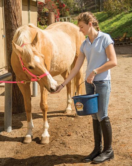 Finn ut om du kan mate hesten din med det nypressede høyet du har gjemt i låven