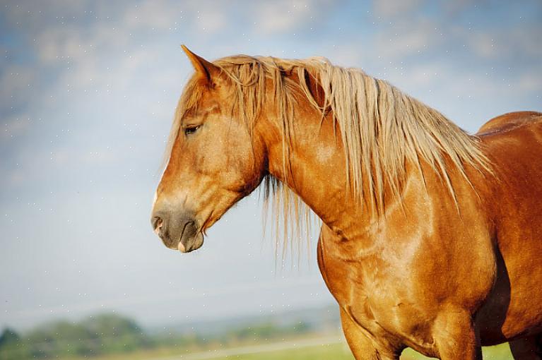 Som mange mennesker kan også hester utvikle sesongmessige allergier