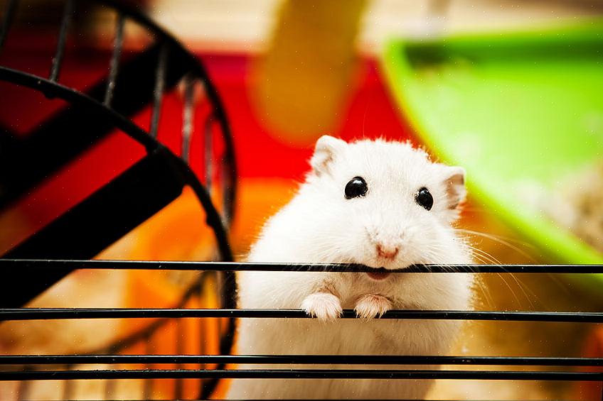 Heldigvis kan du gradvis trene hamsteren din til å akseptere å bli håndtert