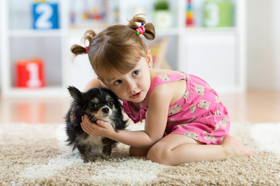 Hunder kan også utvikle frykt for barn etter en smertefull eller foruroligende interaksjon