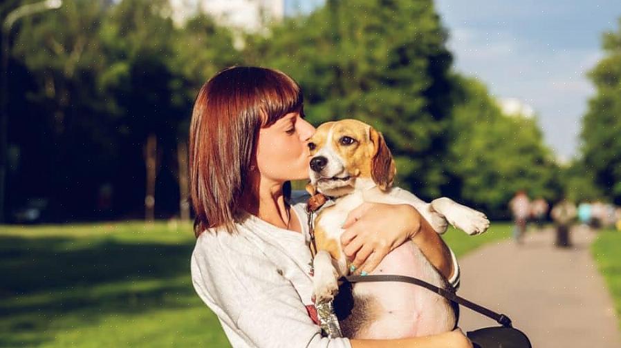 Vil du vite hvordan du snakker med en hund med effektiv valpekommunikasjon