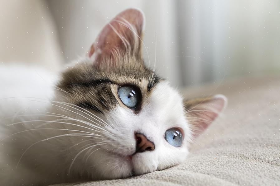 Mange katter som tester positivt for FIV virker helt friske