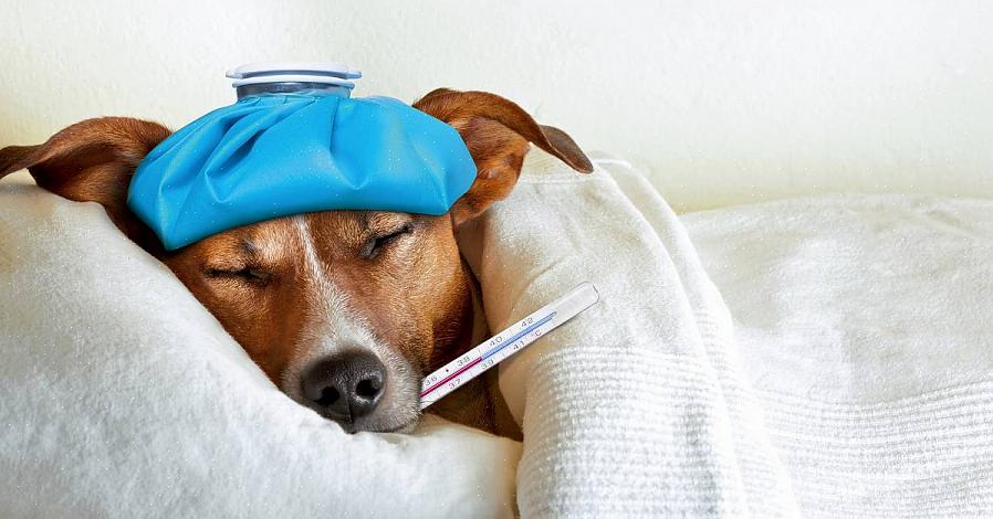 Infeksiøs luftveissykdom hos hunder – også kjent som kennelhoste eller smittsom trakeobronkitt hos hund – er