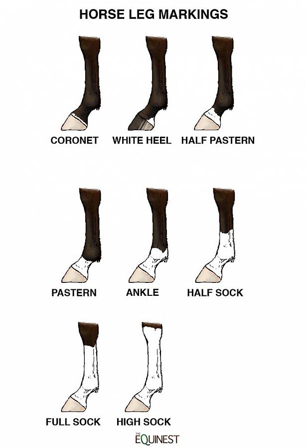 Hester kan ha fire like hvite markeringer på bena