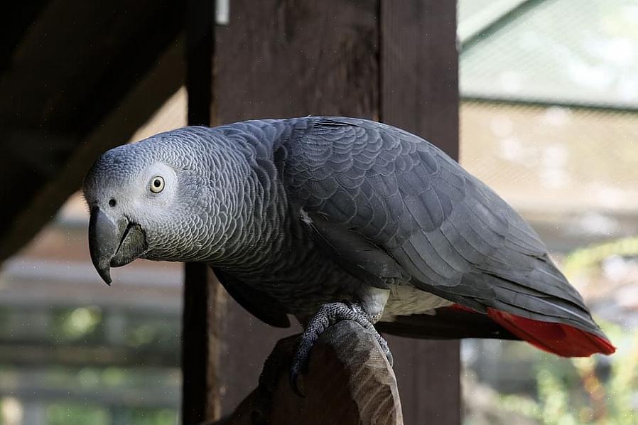Godt sosialiserte Senegal-papegøyer kan være vennlige