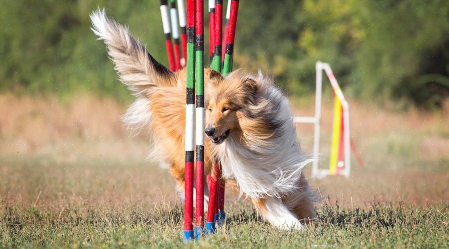 European Dog Agility Association (USDAA) tilbyr en katalog for agilitygrupper i hver stat