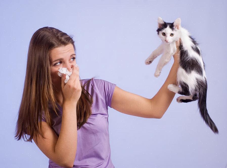 Bærbare luftfiltre kan plasseres strategisk der dine allergiske besøkende sitter
