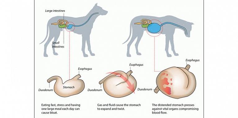 Noen hunder vil oppleve mageutvidelse (oppblåsthet) uten volvulus (torsjon/vridning)