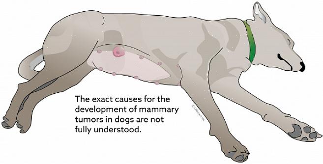 Hvordan se opp for vanlige tegn på kreft hos hunder Hva er brystkreft hos hunder