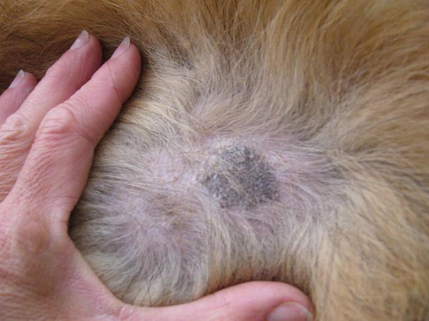 Ikke la hundene dine leke seg i skitten hvis de har et åpent sår eller hudtilstand