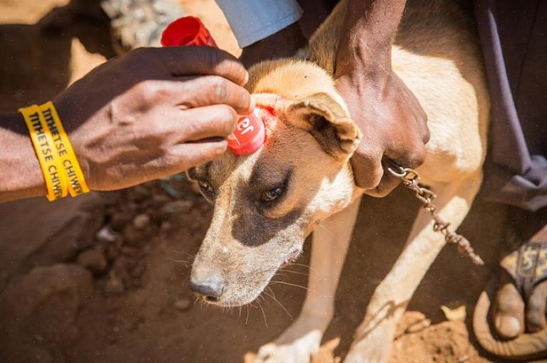 Den tradisjonelle rabiesvaksinen ble gitt til hunder en gang i året