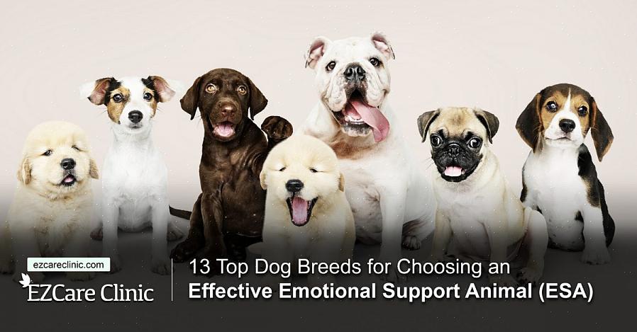 Her er 13 hunderaser som utgjør utmerkede selskapshunder