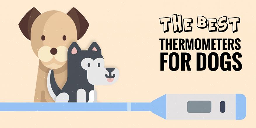Som hundeeier er det viktig å vite hvordan du sjekker hundens temperatur