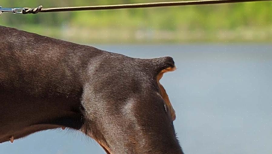 Halekupering hos valper er mye mindre vanskelig enn halekupering hos en voksen hund