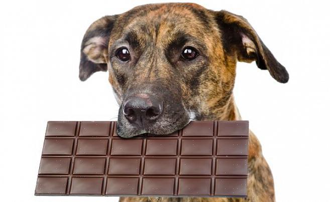 Hundeeiere vet vanligvis at sjokolade er giftig for hunder