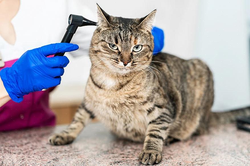  rebetennelse Hos Katter