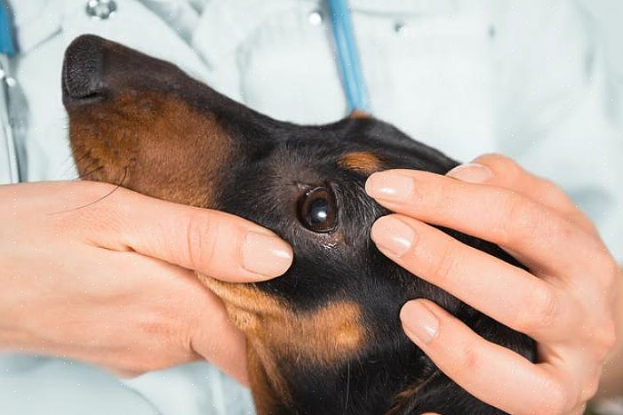 Øyeskader er tilstander som vanligvis krever øyeblikkelig veterinærhjelp