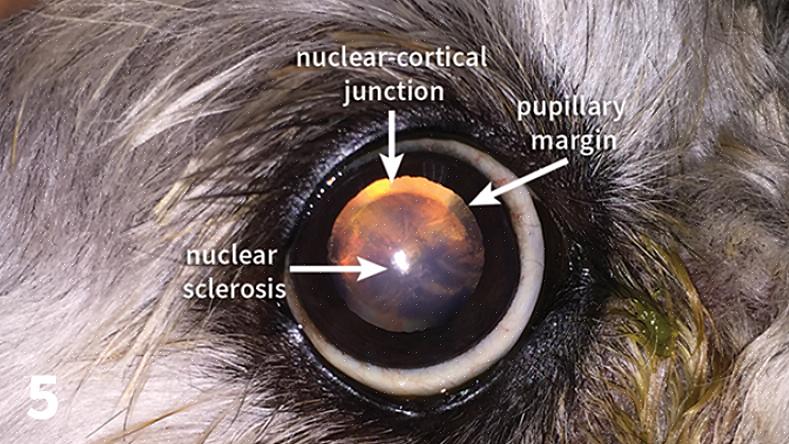 Lentikulær sklerose er en potensiell forandring sett i øynene når hunder blir eldre