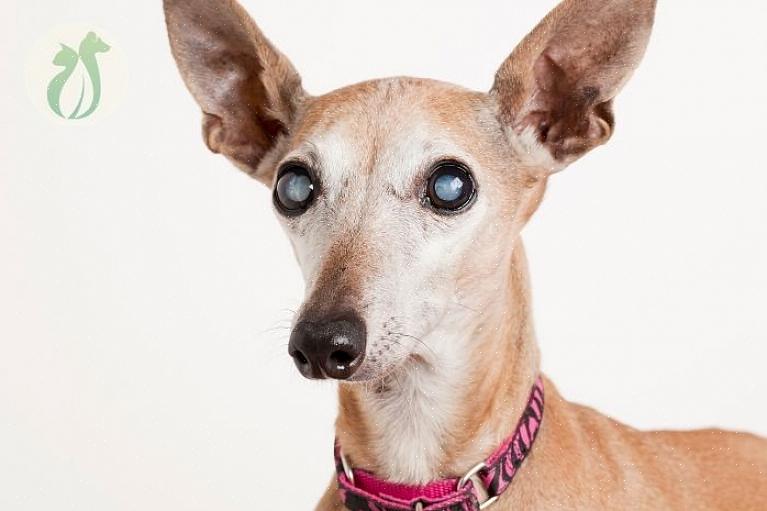 Lentikulær sklerose påvirker ikke synet i betydelig grad hos hunder