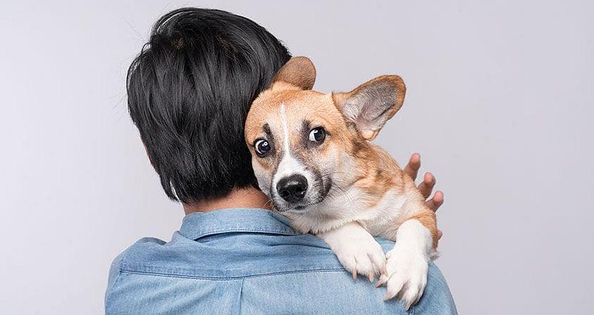 Rare lyder eller en fremmeds tilnærming kan få enhver hund til å reagere