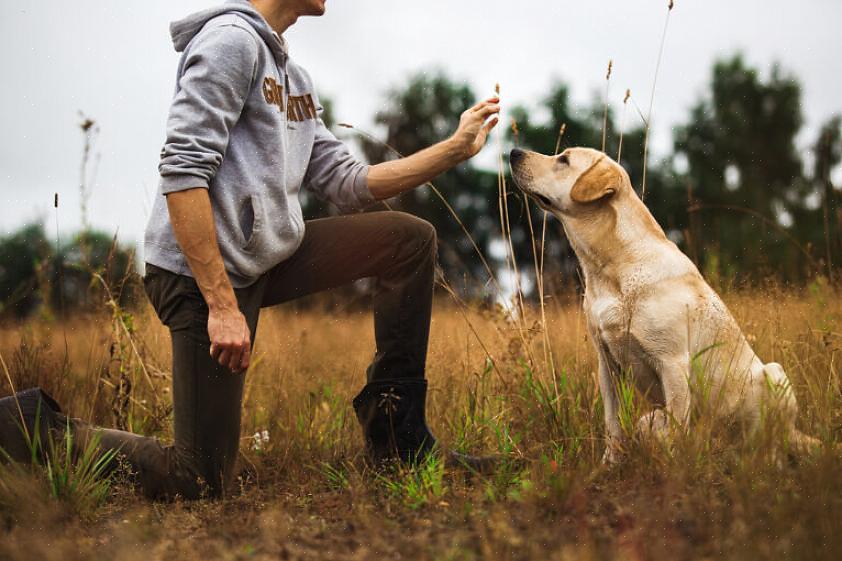 Hva har hundenes instinkter med jaktatferd å gjøre