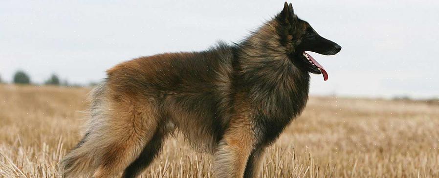 Langhårede varianten av de fire belgiske gjeterhundene som eksisterer i dag