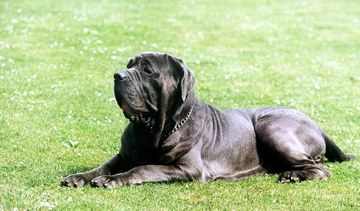 Er den napolitanske mastiff-hunderasen en mild gigant som gjør et utmerket familiekjæledyr
