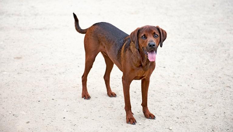 En Redbone coonhound trenger omtrent 2,5 kopper tørr hundemat per dag