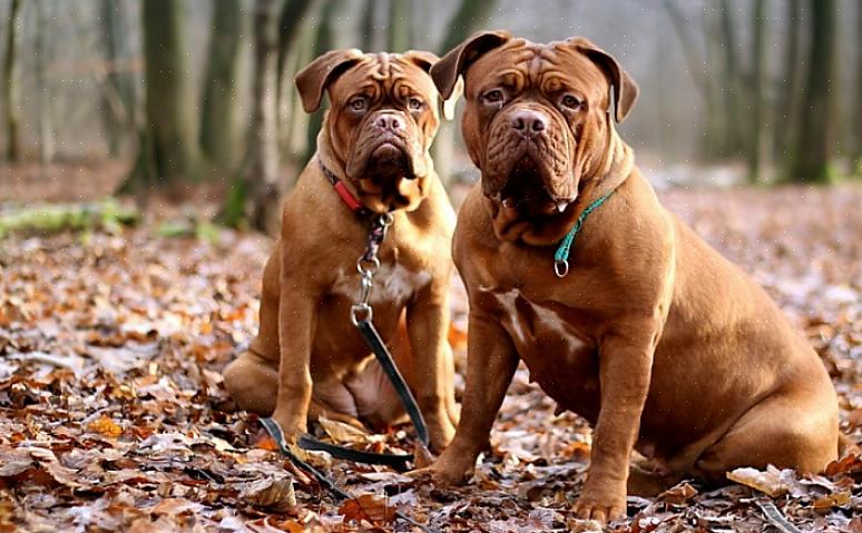 Her er 10 av de sterkeste hunderasene som brukes til jakt