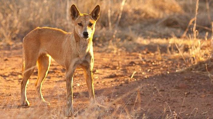 Nic Papalia jobbet som dingo-verner i Australia ved å diskutere kjæledyrdingoen hans
