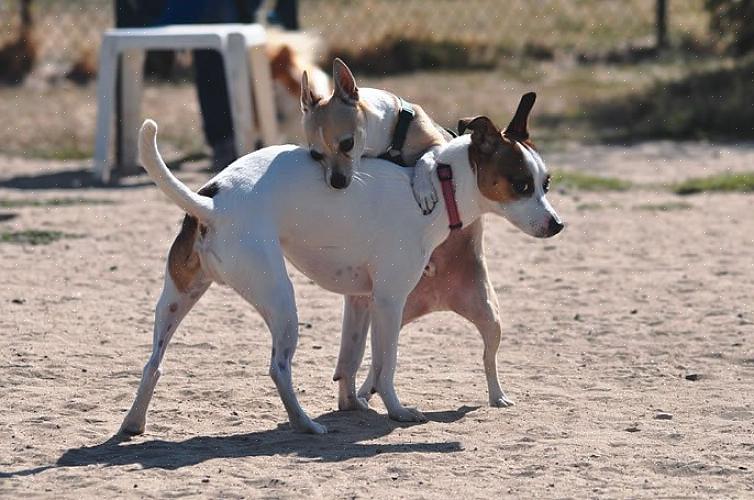 Hvordan løse 10 av de største hundeatferdsproblemene Hvorfor pukler hunder