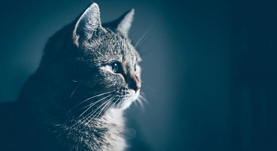 Upassende omtale hos katter refererer til en rekke lidelser som kan føre til forstyrret kognitiv funksjon