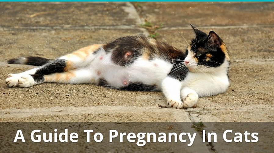 Bytt den gravide katten din til kattungemat av førsteklasses kvalitet