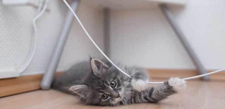 Det er noe mysterium rundt hvorfor katter velger elektriske ledninger å tygge på