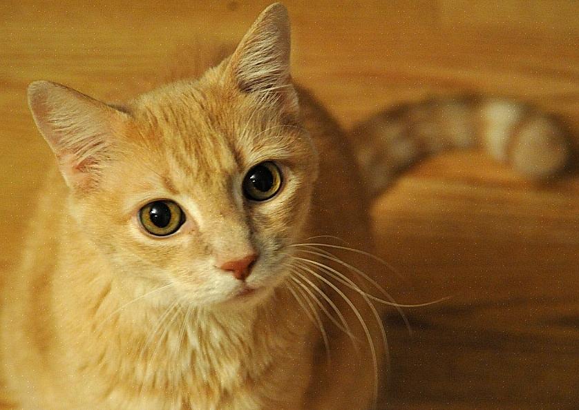 European Cat Fanciers Association (ACFA) fulgte etter i 2005 for å akseptere Pixie-Bob som en anerkjent rase