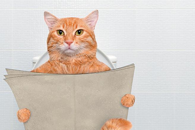 Hva er det med badet som katter ser ut til å elske så mye