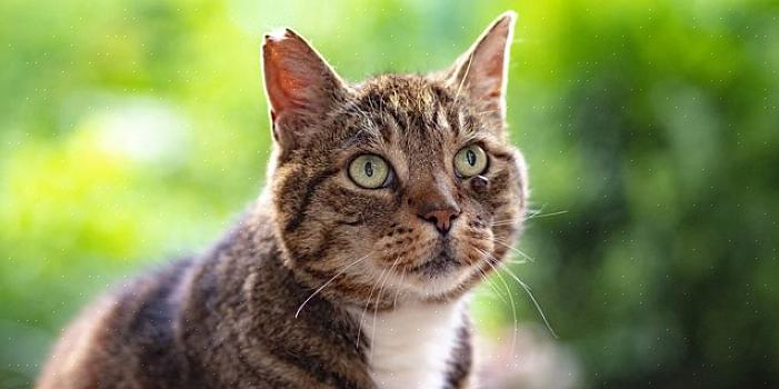 En katt med friske ører bør ikke riste på hodet eller labbe på ørene